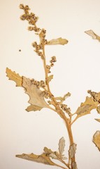 Oxybasis glauca glauca