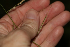 Eriochloa