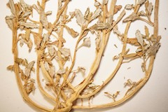 Oxybasis glauca glauca