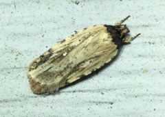 Agonopterix atrodorsella