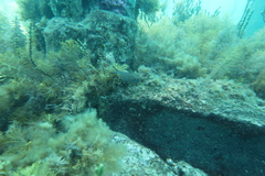 Pempheris multiradiata