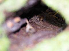 Lepidophyma