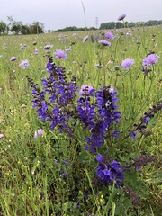 Salvia pratensis