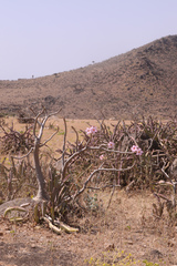 Adenium