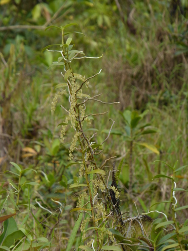 Rhipidoglossum brevifolium image
