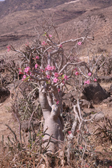 Adenium