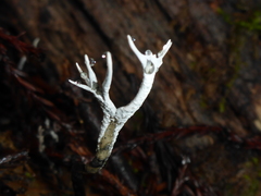 Xylaria hypoxylon