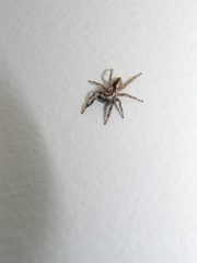 Menemerus bivittatus