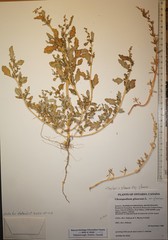 Oxybasis glauca glauca