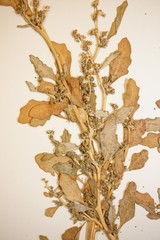 Oxybasis glauca glauca