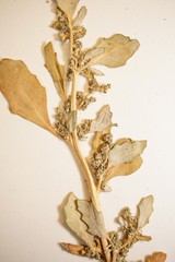 Oxybasis glauca glauca