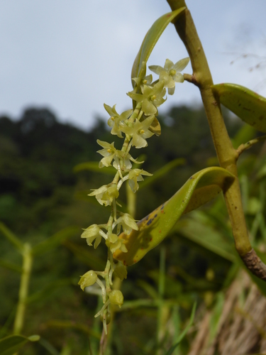 Rhipidoglossum brevifolium image