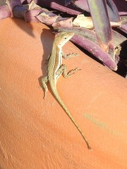 Anolis gingivinus