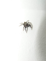 Hasarius adansoni