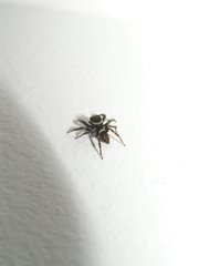 Hasarius adansoni