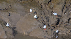 Chroicocephalus ridibundus