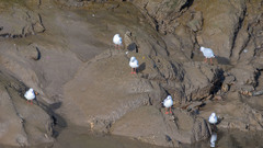 Chroicocephalus ridibundus