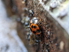 Harmonia axyridis