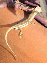 Anolis gingivinus