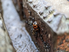 Harmonia axyridis