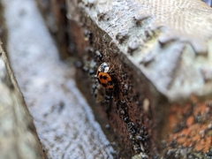 Harmonia axyridis