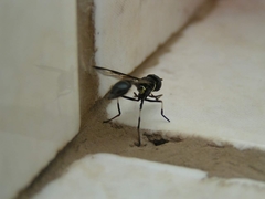 Eosalpingogaster