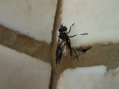 Eosalpingogaster