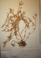 Oxybasis glauca glauca