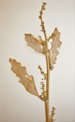 Oxybasis glauca glauca