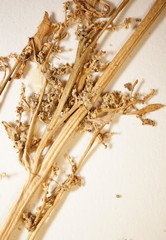 Oxybasis glauca glauca