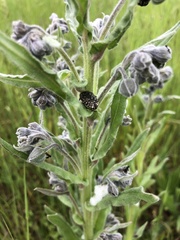 Cynoglossum officinale