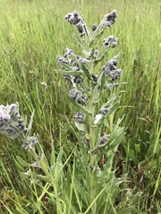 Cynoglossum officinale