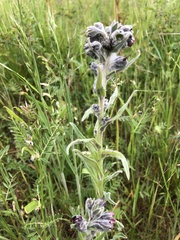 Cynoglossum officinale