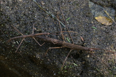 Exocnophila