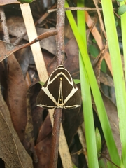 Fodina ostorius