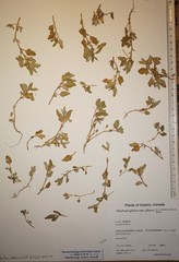 Oxybasis glauca glauca