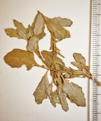 Oxybasis glauca glauca