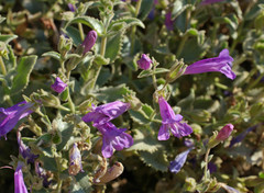 Penstemon montanus