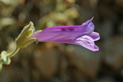 Penstemon montanus