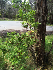 Vaccinium calycinum