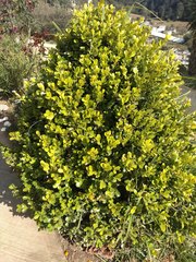 Buxus microphylla