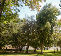 Beilschmiedia miersii