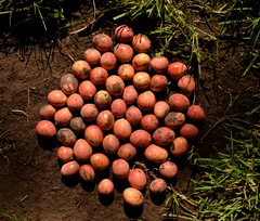 Beilschmiedia miersii