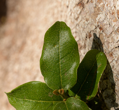 Beilschmiedia miersii