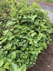 Reynoutria × bohemica