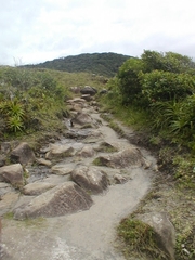 Dyckia encholirioides