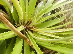 Dyckia encholirioides