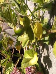Capsicum pubescens