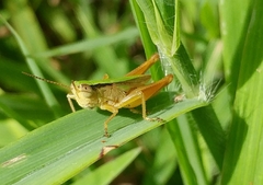 Dichromorpha elegans