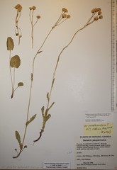 Packera paupercula pseudotomentosa